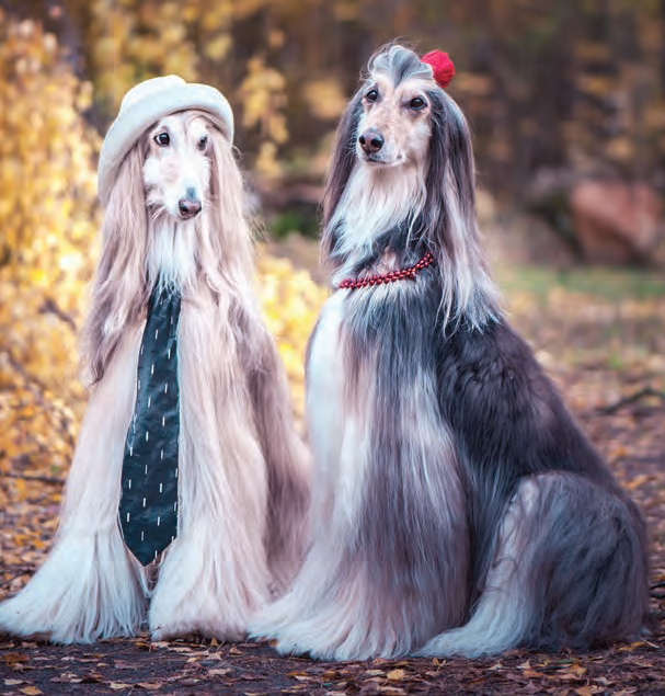 couple dog