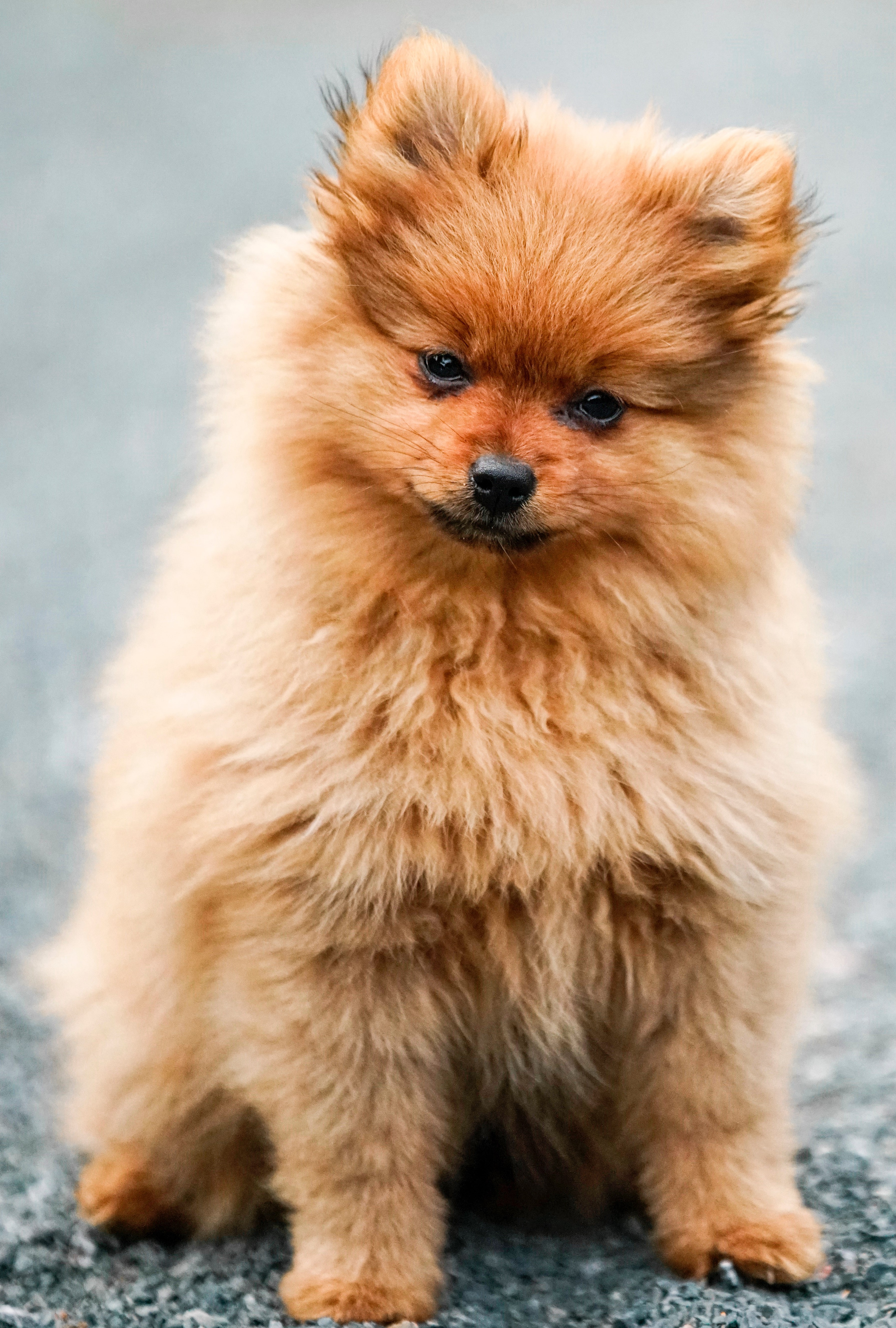 cute dog