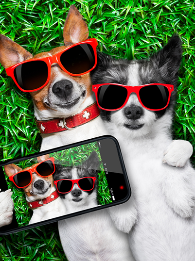 dog couple