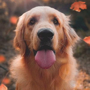 cute dog